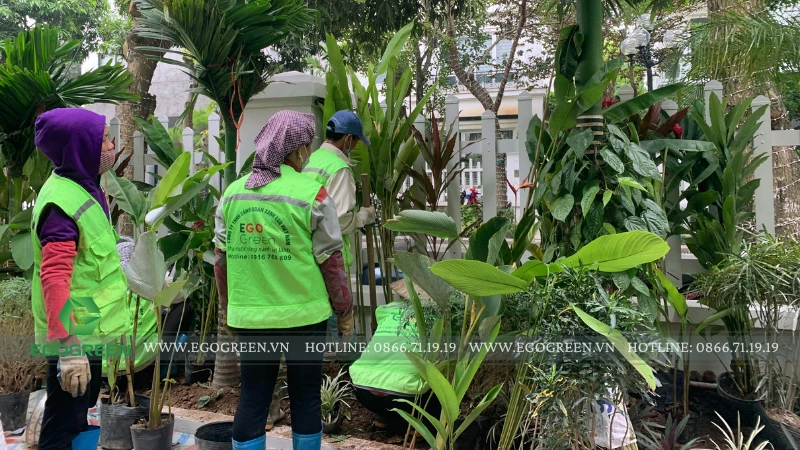 Những loại cây EGOGREEN gần như không còn sử dụng trong các dự án mới